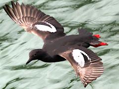 (Pigeon Guillemot) gliding (Pigeon Guillemot) gliding