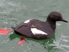(Pigeon Guillemot) swimming (Pigeon Guillemot) swimming
