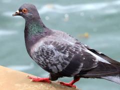 (Feral Pigeon) walking (Feral Pigeon) walking