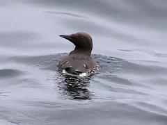 (Common Murre) swimming (Common Murre) swimming