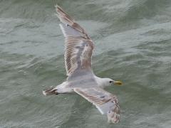 (Glaucous-winged Gull) occidentalis juvenile (Glaucous-winged Gull) occidentalis juvenile