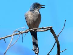 (Woodhouse's Scrub-Jay) bust (Woodhouse's Scrub-Jay) bust