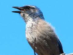 (Woodhouse's Scrub-Jay) calling (Woodhouse's Scrub-Jay) calling