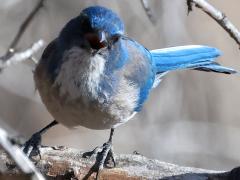 (Woodhouse's Scrub-Jay) face (Woodhouse's Scrub-Jay) face