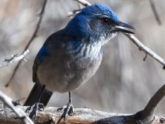 (Woodhouse's Scrub-Jay) perching (Woodhouse's Scrub-Jay) perching