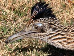 (Greater Roadrunner) foraging (Greater Roadrunner) foraging