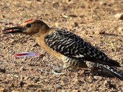 (Gila Woodpecker) male foraging (Gila Woodpecker) male foraging