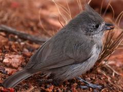 (Juniper Titmouse) foraging (Juniper Titmouse) foraging