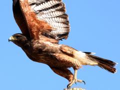 (Harris's Hawk) takeoff