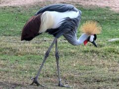 (Gray Crowned-Crane) walking (Gray Crowned-Crane) walking