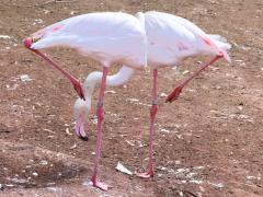 (Greater Flamingo) standing (Greater Flamingo) standing