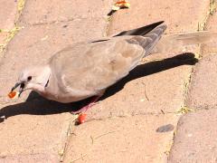 (Eurasian Collared Dove) feeding (Eurasian Collared Dove) feeding