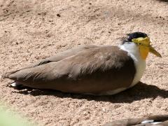 (Masked Lapwing) profile (Masked Lapwing) profile