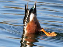 (Northern Shoveler) male dabbling mooning (Northern Shoveler) male dabbling mooning