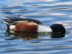 (Northern Shoveler) male foraging (Northern Shoveler) male foraging