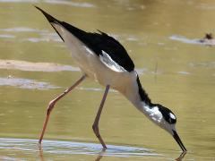 (Black-necked Stilt) foraging (Black-necked Stilt) foraging