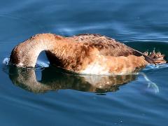 (Ring-necked Duck) female diving (Ring-necked Duck) female diving