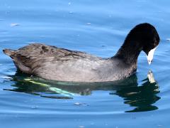 (American Coot) angling (American Coot) angling