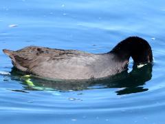(American Coot) diving (American Coot) diving