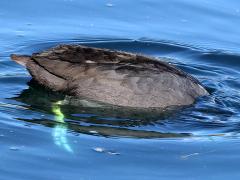 (American Coot) fishing (American Coot) fishing