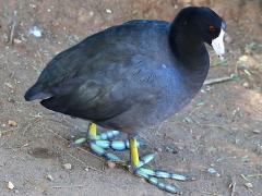 (American Coot) standing (American Coot) standing