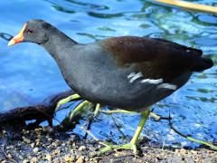 (Common Gallinule) walking (Common Gallinule) walking