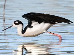 (Black-necked Stilt) crouching (Black-necked Stilt) crouching