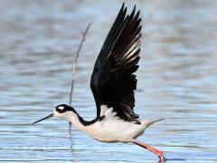 (Black-necked Stilt) liftoff (Black-necked Stilt) liftoff
