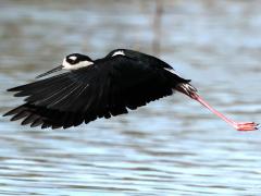 (Black-necked Stilt) liftup (Black-necked Stilt) liftup