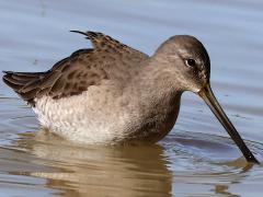 (Long-billed Dowitcher) lateral (Long-billed Dowitcher) lateral