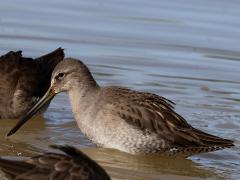 (Long-billed Dowitcher) profile (Long-billed Dowitcher) profile