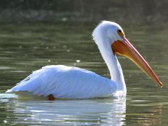 (American White Pelican) profile (American White Pelican) profile