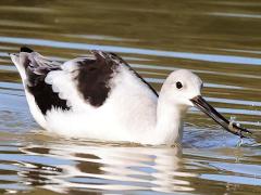 (American Avocet) foraging (American Avocet) foraging