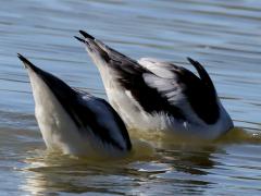 (American Avocet) pair dabbling mooning (American Avocet) pair dabbling mooning