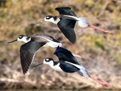 (Black-necked Stilt) trio gliding (Black-necked Stilt) trio gliding