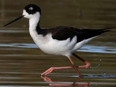 (Black-necked Stilt) wading (Black-necked Stilt) wading