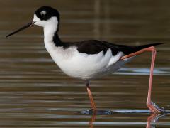 (Black-necked Stilt) walking (Black-necked Stilt) walking