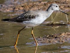 (Greater Yellowlegs) wading (Greater Yellowlegs) wading