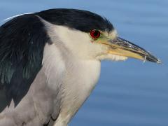 (Black-crowned Night-Heron) bust (Black-crowned Night-Heron) bust