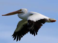 (American White Pelican) flying downstroke (American White Pelican) flying downstroke