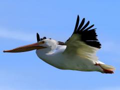 (American White Pelican) flying upstroke (American White Pelican) flying upstroke