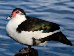(Domestic Muscovy Duck) standing