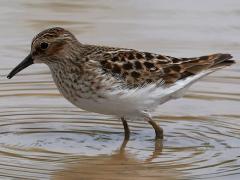 (Least Sandpiper) walking (Least Sandpiper) walking