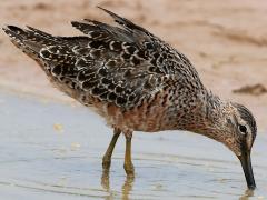 (Long-billed Dowitcher) forages (Long-billed Dowitcher) forages