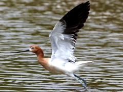 (American Avocet) blastoff (American Avocet) blastoff