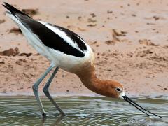 (American Avocet) foraging (American Avocet) foraging