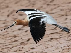 (American Avocet) gliding (American Avocet) gliding