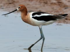 (American Avocet) wading (American Avocet) wading