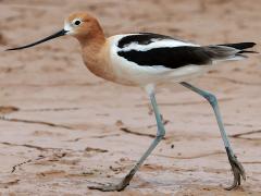 (American Avocet) walking (American Avocet) walking