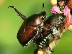 (Japanese Beetle) mating (Japanese Beetle) mating